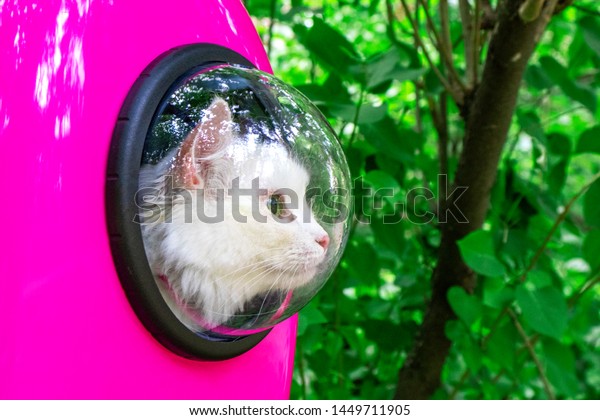 white cat backpack