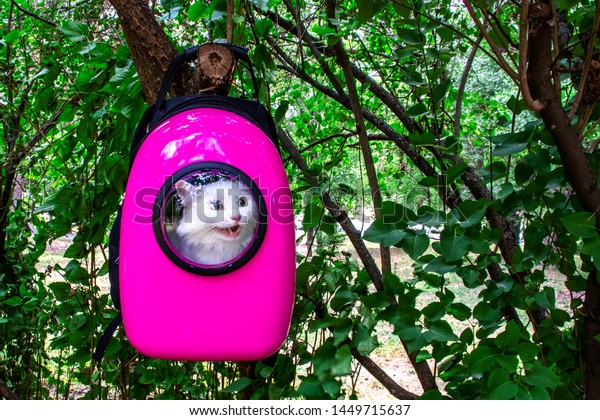 cat porthole backpack