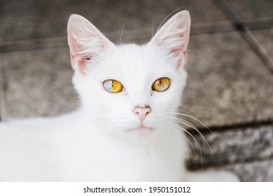 White Cat With Beautiful Eyes With Heterochromia