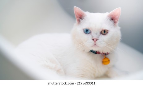 5,719 Bicolor eyes Images, Stock Photos & Vectors | Shutterstock