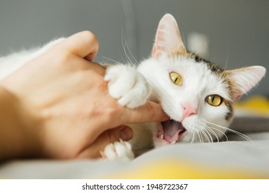 White cat bites by the hand, scratches - Shutterstock ID 1948722367