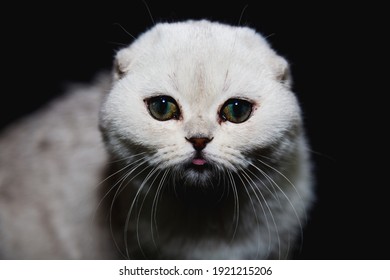 A white cat with a black ground seeking to play and staying curious