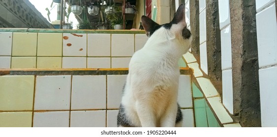 the white cat with the black pattern was looking back