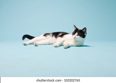 White Cat With Black Spots Isolated On Light Blue Background. Studio Shot.