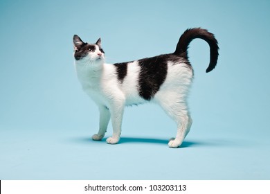 White Cat With Black Spots Isolated On Light Blue Background. Studio Shot.