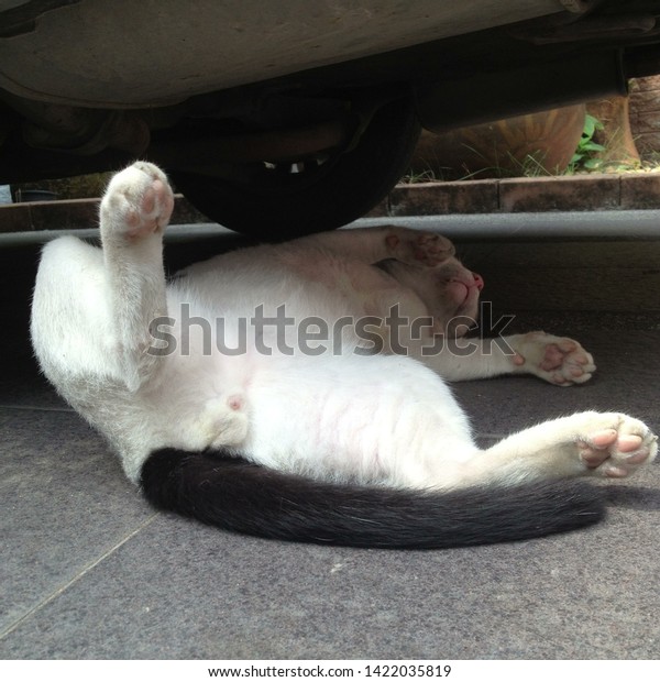 White Cat\
with Black tail lying down  under a\
car