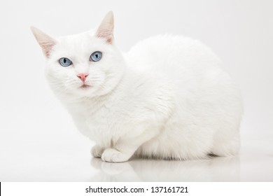 White Cat With Blue Eyes