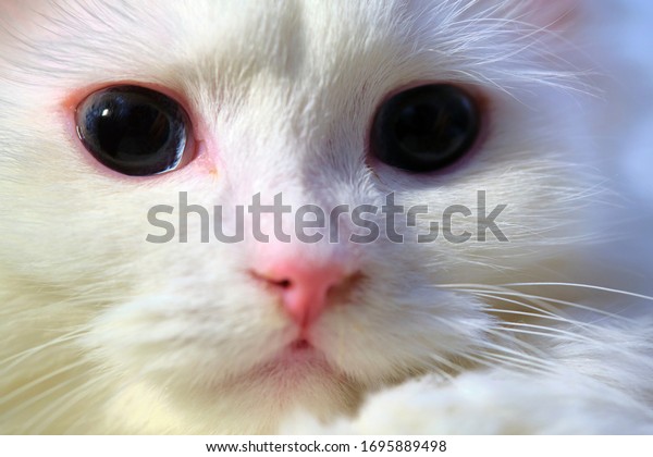 Chat Blanc Avec Les Yeux Bleus Photo De Stock Modifier Maintenant