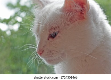 A White Cat With Blue Eyes Looks Out The Window On A Blurry Background Of Green Leaves, A Portrait Of A Cat's Face In Profile, A Photo Of A Pet At Home.