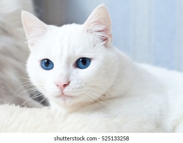 White Cat With Blue Eyes Muzzle