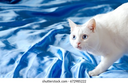 White cat with blue eyes on a silk blue sheet