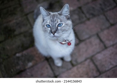 White cat with blue eyes and red collar and bell