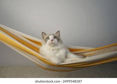 White cat with blue eyes is relaxing in a yellow hammock.                                - Powered by Shutterstock