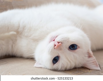 White Cat With Blue Eyes Starring At Camera