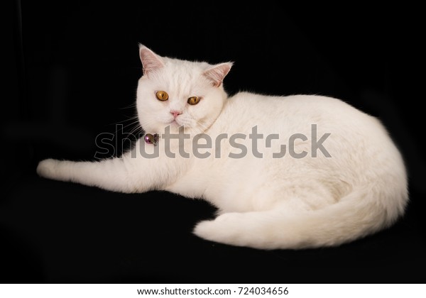 White Cat Breeds British Shorthair Stock Photo Edit Now 724034656