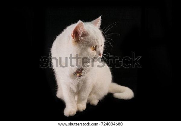 White Cat Breeds British Shorthair Stock Photo Edit Now 724034680