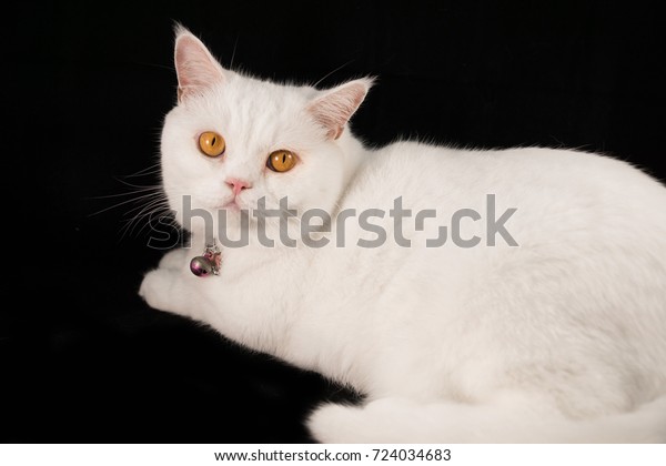 White Cat Breeds British Shorthair Royalty Free Stock Image