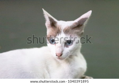 White cat with brown ears in soft focus background.