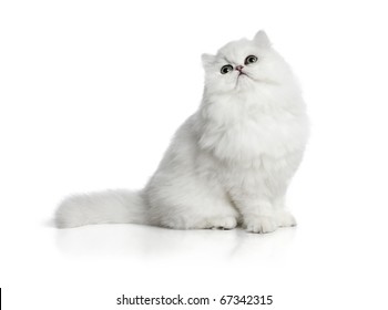 White Cat Chinchilla On White Background