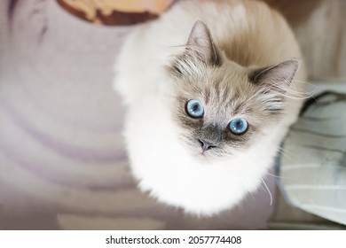 A white cat in a crouching position with a wide eyed surprised