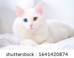 White cat with different color eyes. Turkish angora. Van kitten with blue and green eye lies on white bed. Adorable domestic pets, heterochromia.