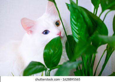 White cat with different color eyes hides behind a green plant. Turkish angora eats peace lily green leaves in living room. Domestic pets and houseplants. - Powered by Shutterstock