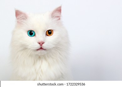 Beautiful White Turkish Angora Cat Heterochromia Stock Photo (Edit Now ...