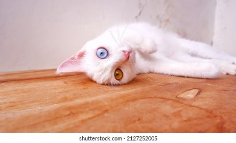 White cat with different eyes on the table. Cat with heterochromia eyes - Odd eyes. Selective focus.