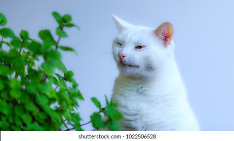 White Cat Doesnt Like Green Plants, Pre Sneeze Feeling,