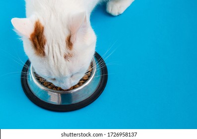 White Cat Eat Dry Food, Top View