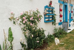 White Cat In Front Of A Colorful House. Cat Sitting In Front Of A Facade. Village Atmosphere On The French West Coast. Brittany Atmosphere. Feline Sitting In Front Of A White And Blue House. Vacation