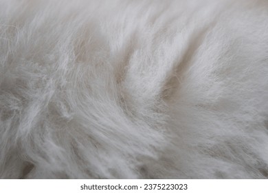 White cat fur close up