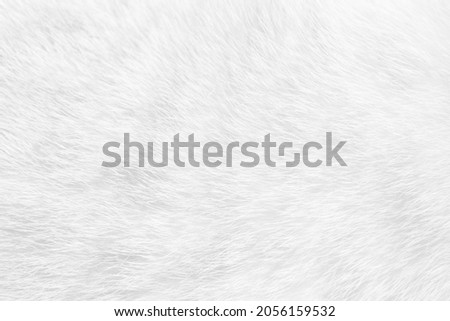 White cat fur close up background texture.