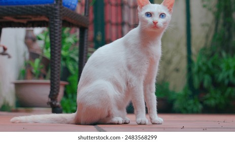 White Cat is gazing you at garden - Powered by Shutterstock