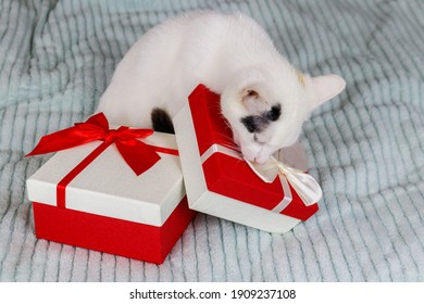 White Cat With Gift Boxes On A Bed