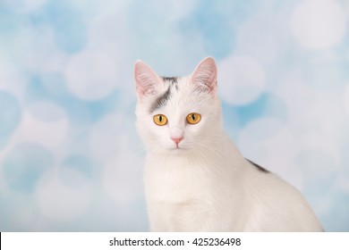 white cat yellow eyes