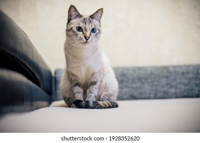 Chat Gris Images Photos Et Images Vectorielles De Stock Shutterstock