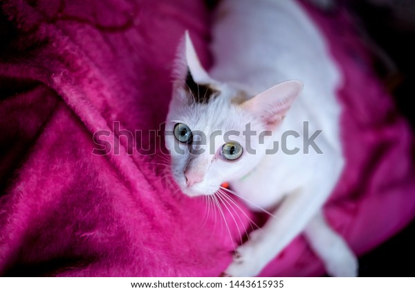 white cat with black spots and green eyes