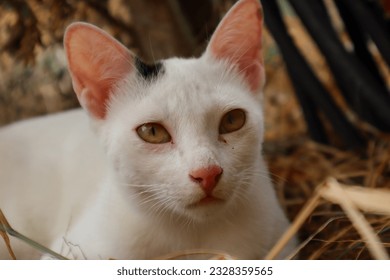 a white cat with green eyes laying on straw - Powered by Shutterstock