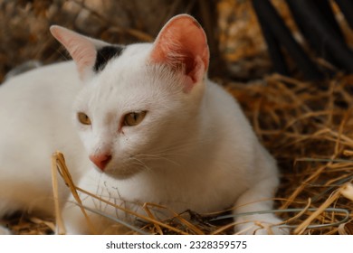 a white cat with green eyes laying on straw - Powered by Shutterstock