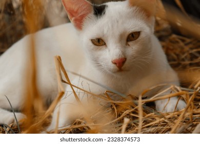 a white cat with green eyes laying on straw - Powered by Shutterstock