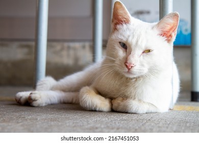 White Cat With Heterochromia Iridum.