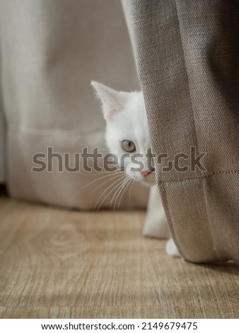 White cat hid behind the back of a curtain looking into the camera