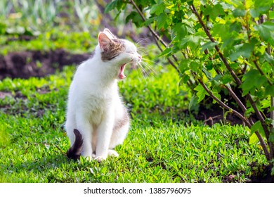 White Cat His Mouth Open Garden Stock Photo 1385796095 | Shutterstock