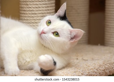White cat in the cat house with a scraper