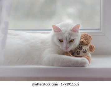 cat cuddling teddy bear