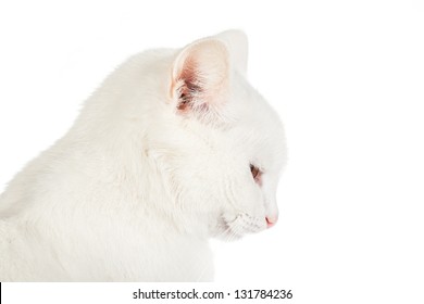 White cat isolated on white background - Shutterstock ID 131784236