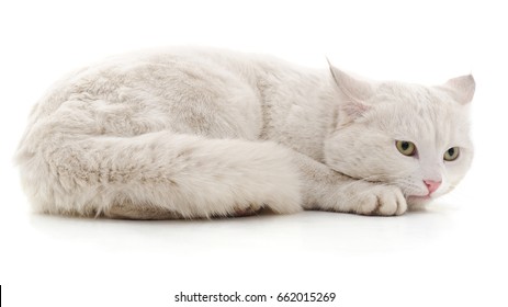 White Cat Isolated On A White Background.