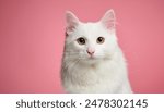 White cat isolated on pink background