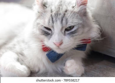 white cat lay down.